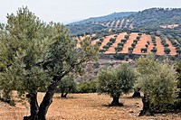 Olive trees in Tielmes  Madrid Spain