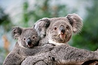 Koala, phascolarctos cinereus, Female carrying Young on its Back