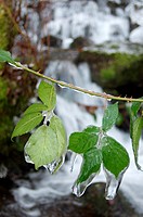 Frozen Blackberry leaves
