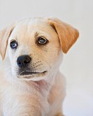 Close up of a yellow labrador puppy