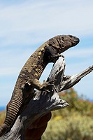 Adult specimen of the giant lizard of El Hierro  Lizard Gallotia of simonyi, place for the study and conservation of endemic lizard of El Hierro  The ...