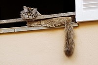 Cat in the window. San Telmo, Majorca, Balearic Islands. Spain.