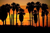 Sunrise over palm trees along the coast of the Salton Sea Imperial Valley, CA