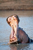 Hippopotamus Hippopotamus amphibius yawning with the mouth wide open  Kruger National Park, South Africa