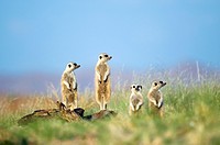 Meerkats (Suricata suricatta) observing the area standing on the granite rocks of their den near Gaub canyon, Namibia