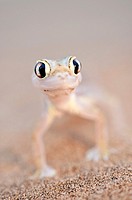 Namib Sand Gecko (Pachydactylus rangei) on sand dunes near Swakopmund, Namibia