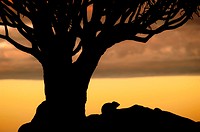 Silhouette of Cape hyrax (Procavia capensis) sitting under a Quiver tree (Aloe dichotoma) at sunset, Quiver Tree Forest, Namibia