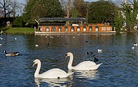 UK, Surrey, River Thames at Hampton with swans