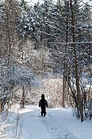A small boy walking a Winter path through the woods