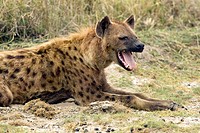 Spotted hyena yawning - Ngorongoro Crater, Tanzania