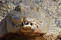 Nile crocodile Crocodylus niloticus  Kruger National Park  South Africa