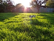 Dog jumping through long grass in park