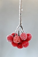 Highbush cranberry Viburnum trilobum berries with frost