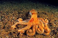 Spider octopus or Long-armed octopus (Octopus salutii), Eastern Atlantic, Galicia, Spain