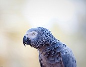 African grey parrot in captivity