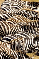 Zebra Patterns - Masai Mara National Reserve, Kenya