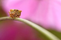 Bug Cimicidae with pink background