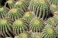 Close up of a cluster of cacti heads Family Cactaceae with their sharp spines