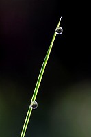 Two very similar drops on the same grass-blade