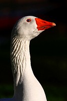 Goose of Bourbonnais - A nice goose that looks like a supermodel