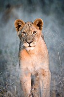 Young male lion (Panthera leo) in early morning light, Greater Kruger Park, South Africa