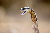 Egyptian cobra (Naja haje), private reptile park, South Africa