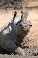 Square-lipped rhinoceros (Ceratotherium simum) mudbathing, Greater Kruger Park, South Africa