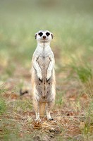 Meerkat (Suricata suricatta) standing on his hind legs, Namibia
