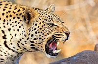 Agressive leopard (Panthera pardus), Greater Kruger Park, South Africa