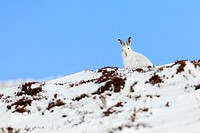 Mountain Hare, Snowshoe Hare, Schneehase, Lepus timidus, Cairngorms NP, Schottland