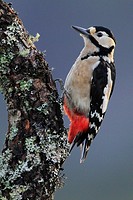 Great Spotted Woodpecker,Buntspecht, Dendrocopos major, Scotland