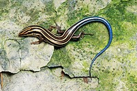 The American Five-lined Skink Eumeces fasciatus is one of the most common lizards in the eastern U S