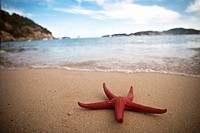 Red starfish on the beach, Ibiza, Spain