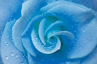 Blue rose with water droplets