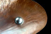 Grey pearl inside shell