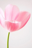 Delicate Tulip Flower