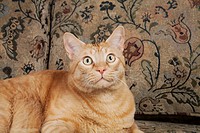 An orange tabby cat on a couch