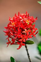 Ixora coccinea, known as the Jungle Geranium, Flame of the Woods, and Jungle Flame, is a common flowering shrub native to Asia 