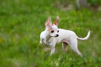 A chihuahua outdoors in a yard.