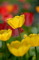 A yellow tulip grows above the others like a cup of sunshine, Pennsylvania, USA