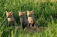Three red fox kits focus on what´s happening off to the side, Pennsylvania, USA