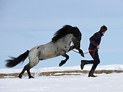 Horse with trainer in winter, Iceland