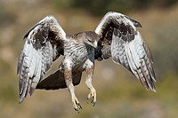 Bonelli´s Eagle (Hieraaetus fasciatus) adult in fly, Valencian comunity, Spain