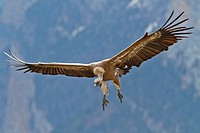 Griffon Vulture (Gyps fulvus) in fly, Pyrenees,spain