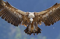 Griffon Vulture (Gyps fulvus) landing, Pyrenees, Spain