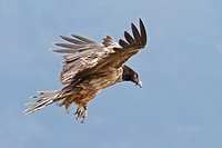 Lammergeier, Bearded vulture (Gypaetus barbatus), inmature, in fly, Pyrenees,Spain
