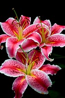 Three Pink Oriental Lily Lilium auratum