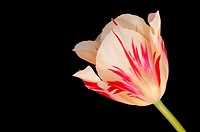 Tulipa ´Flaming Spring Green´