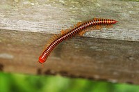 centipedes coupling in Mulu National Park, Sarawak, Borneo, Malaysia