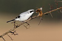 Great Greay Shrike Lanius excubitor, perched on branch, whith impaled mouse, Lower Saxony, Germany